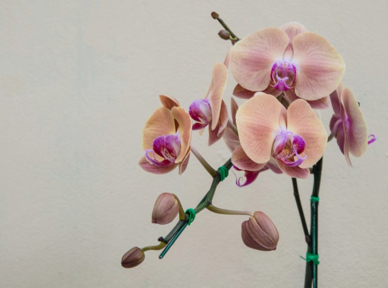 Where to Cut Orchid Stem After Bloom